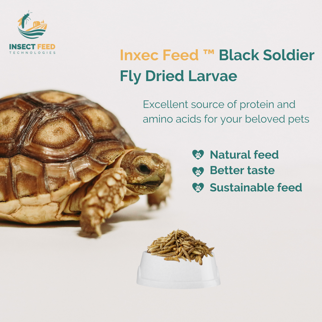 Wholesale High Protein Natural Sustainable Black Soldier Fly Dried Larvae for Animal Fish Chicken Feed Improve Health Growth
