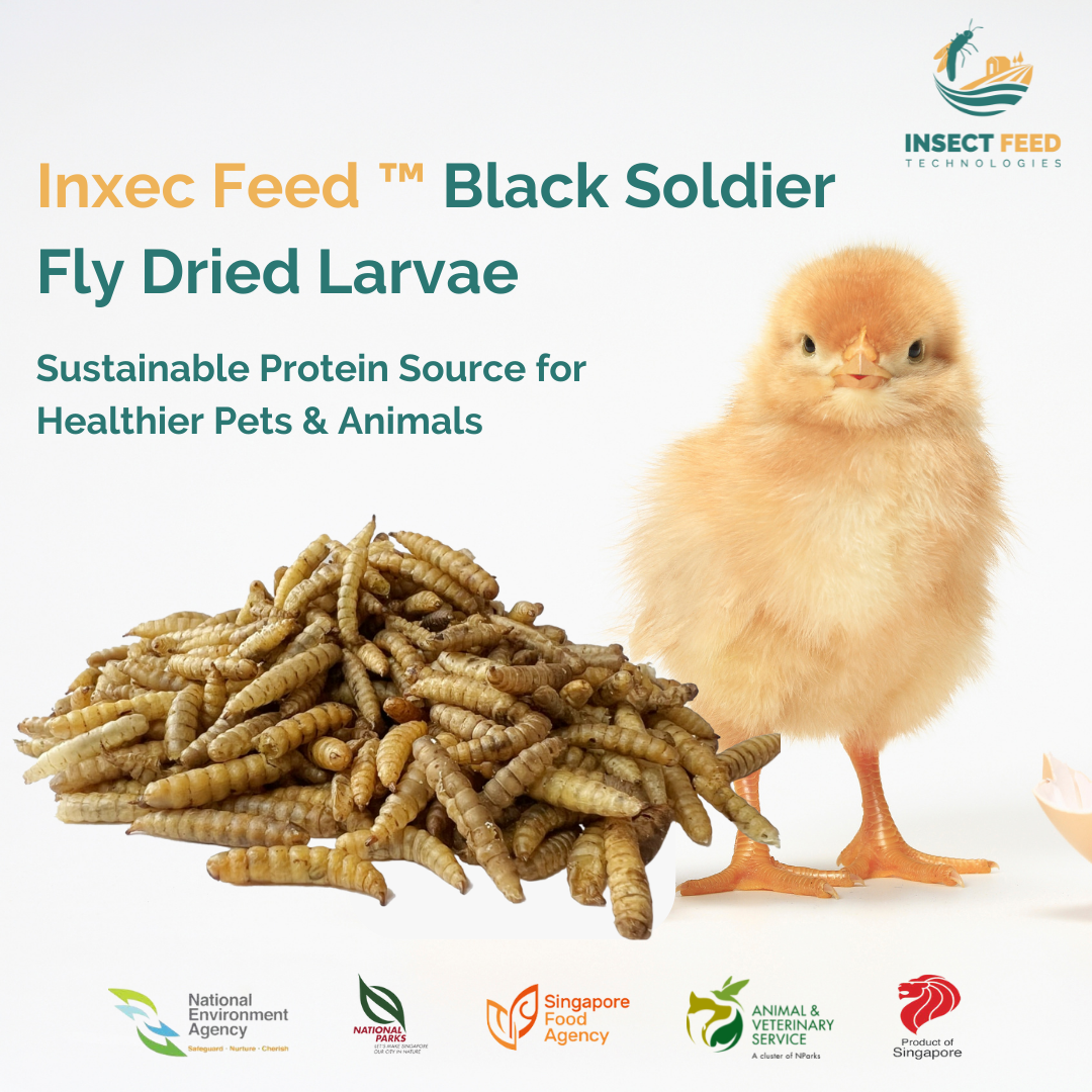 Wholesale High Protein Natural Sustainable Black Soldier Fly Dried Larvae for Animal Fish Chicken Feed Improve Health Growth