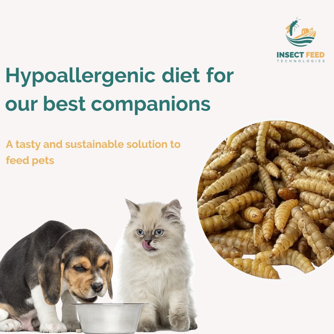 Wholesale High Protein Natural Sustainable Black Soldier Fly Dried Larvae for Animal Fish Chicken Feed Improve Health Growth