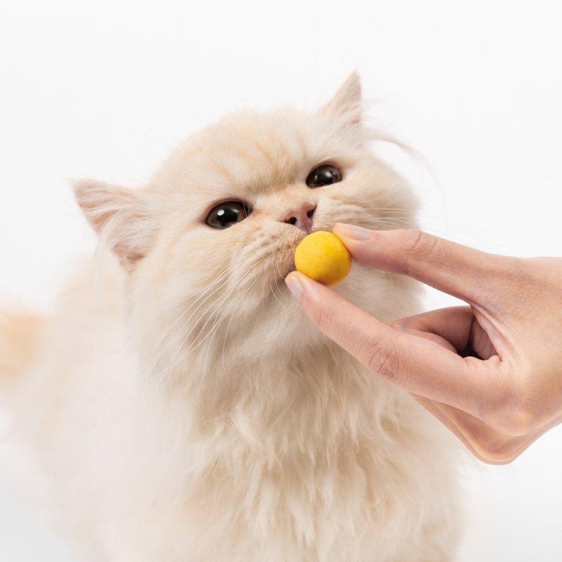 Hot Selling Pet Food The Whole Chicken Breast 100% High Nutritional Delicious Cat Snack For Sale