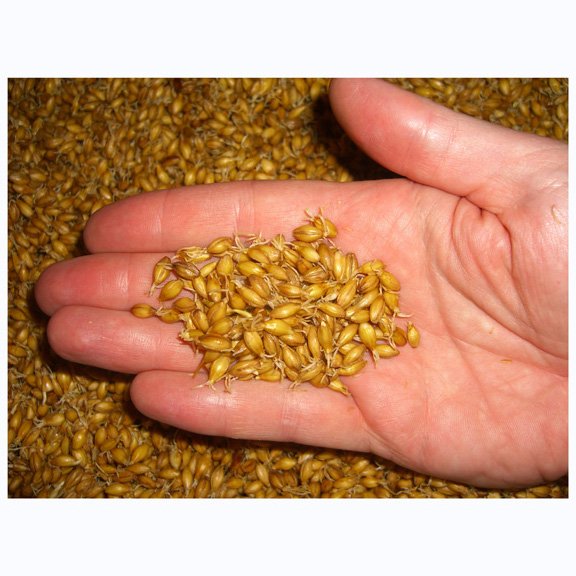 Barley Grains Premium Barley Seeds/Animal feed barley/bulk barley grains Malted Barley Malt grain best quality