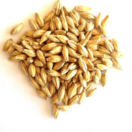 Barley Grains Premium Barley Seeds/Animal feed barley/bulk barley grains Malted Barley Malt grain best quality