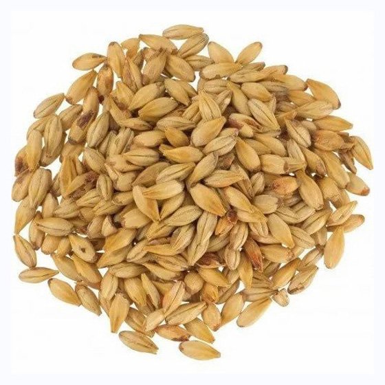Barley Grains Premium Barley Seeds/Animal feed barley/bulk barley grains Malted Barley Malt grain best quality