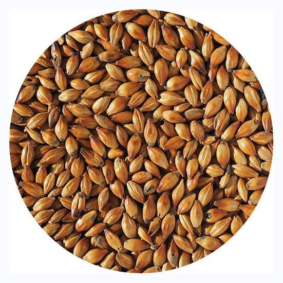 Barley Grains Premium Barley Seeds/Animal feed barley/bulk barley grains Malted Barley Malt grain best quality
