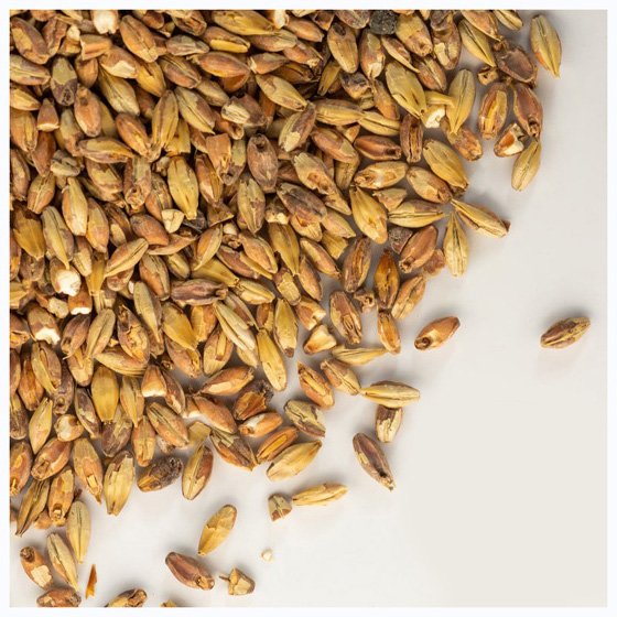 Barley Grains Premium Barley Seeds/Animal feed barley/bulk barley grains Malted Barley Malt grain best quality