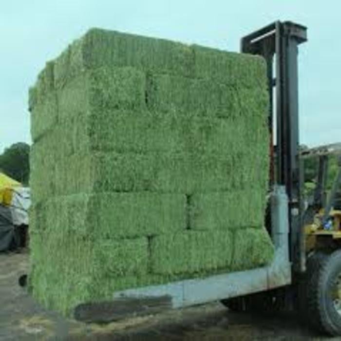 Premium Organic Alfalfa Hay/ Rhode Grass Hay / Timothy HayAnimal Feed for Sale