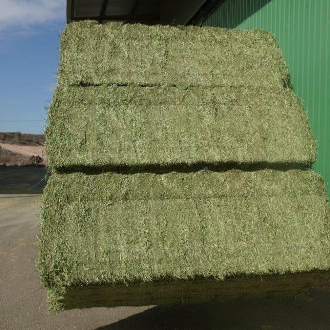 Premium Organic Alfalfa Hay/ Rhode Grass Hay / Timothy HayAnimal Feed for Sale