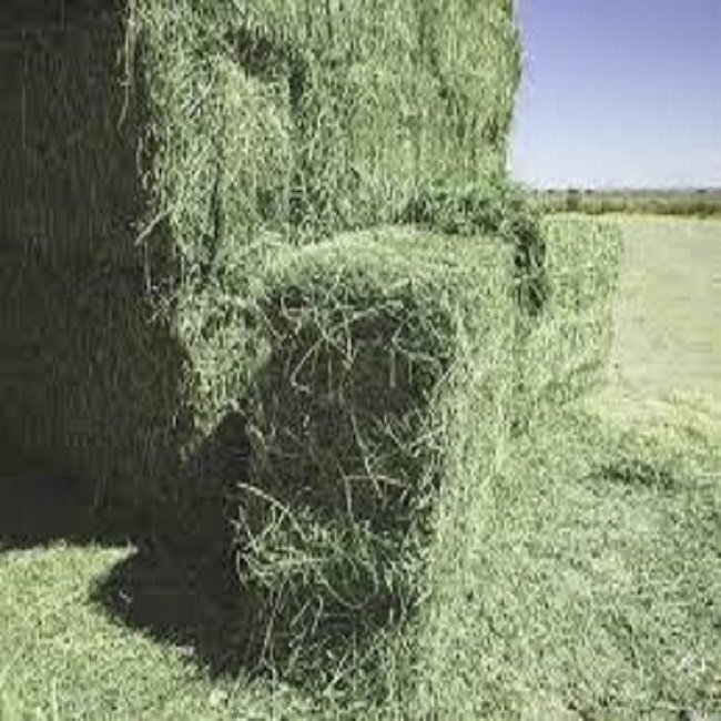 Premium Organic Alfalfa Hay/ Rhode Grass Hay / Timothy HayAnimal Feed for Sale