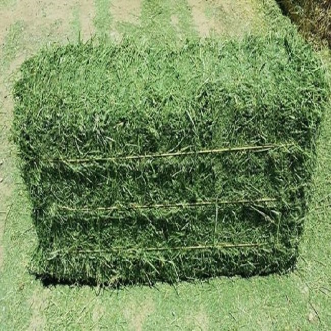 Premium Organic Alfalfa Hay/ Rhode Grass Hay / Timothy HayAnimal Feed for Sale