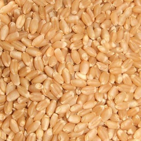 Wheat Grain For Animal Feed