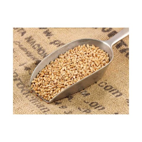 Wheat Grain For Animal Feed