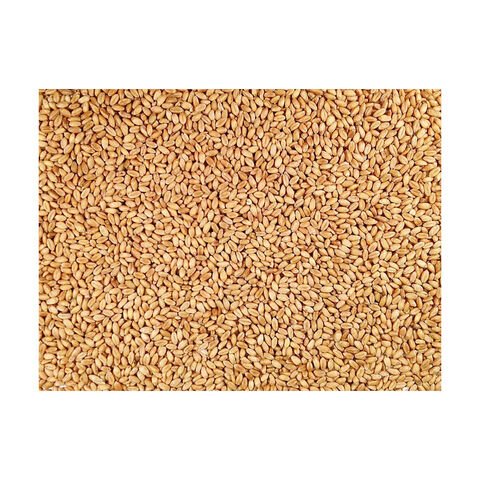 Wheat Grain For Animal Feed