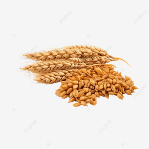 Wheat Grain For Animal Feed
