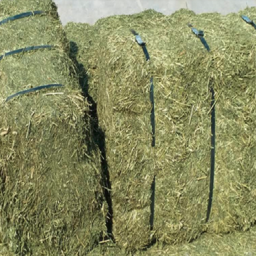 Alfalfa Hay for Animal Feed at wholesale price Alfalfa Hay