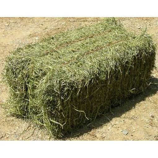 Alfalfa Hay for Animal Feed at wholesale price Alfalfa Hay