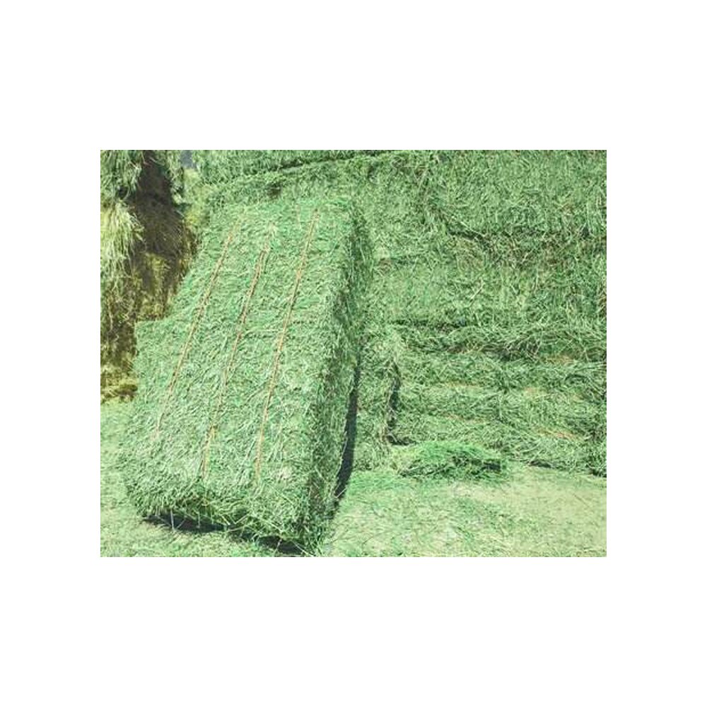 Alfalfa Hay at very cheap price Quality Rhodes Grass Hay Alfalfa Animal Feed Alfafa Hay for Animal Feedin