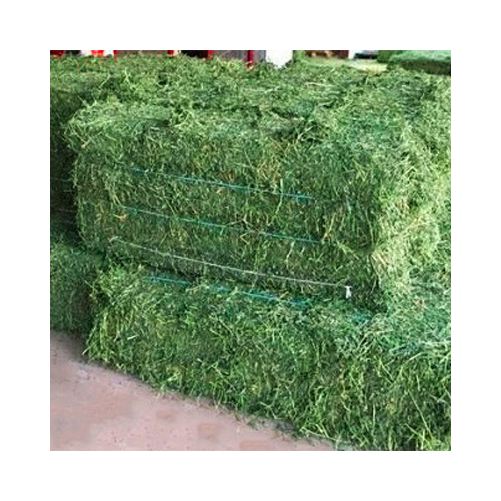 Alfalfa Hay at very cheap price Quality Rhodes Grass Hay Alfalfa Animal Feed Alfafa Hay for Animal Feedin