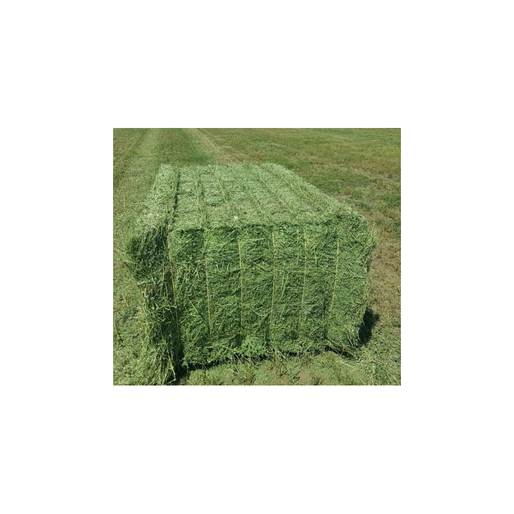 Alfalfa Hay at very cheap price Quality Rhodes Grass Hay Alfalfa Animal Feed Alfafa Hay for Animal Feedin