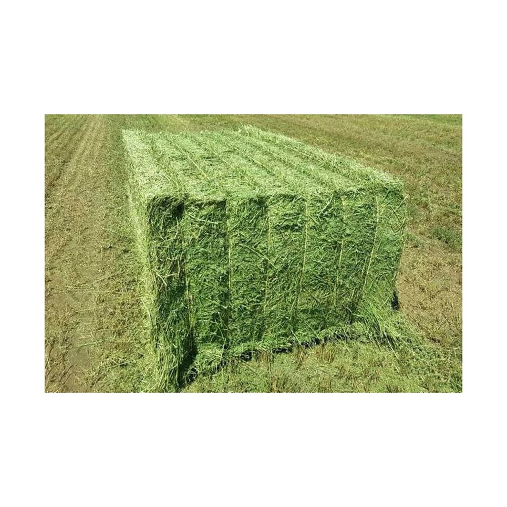 ALFAFA HAY IN BALES, TIMOTHY HAY, AND ALFAFA HAY PELLETS FOR SALE LUCERNE ALFALFA HAYS FOR ANIMAL FEEDING