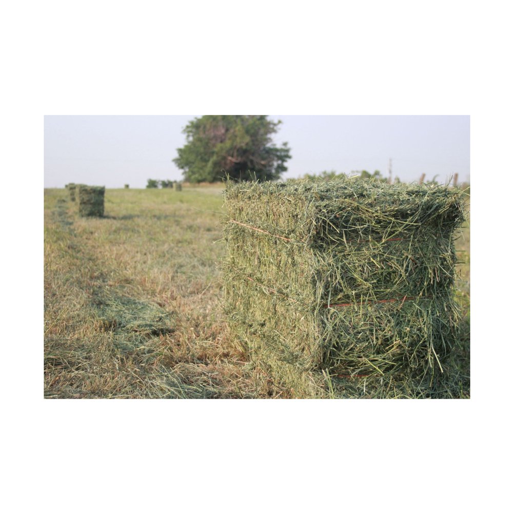 ALFAFA HAY IN BALES, TIMOTHY HAY, AND ALFAFA HAY PELLETS FOR SALE LUCERNE ALFALFA HAYS FOR ANIMAL FEEDING