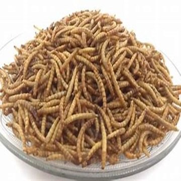 High Nutritive Dried Mealworms for Animal Feed Economically Priced