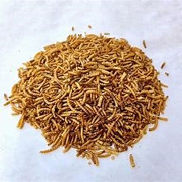 High Nutritive Dried Mealworms for Animal Feed Economically Priced
