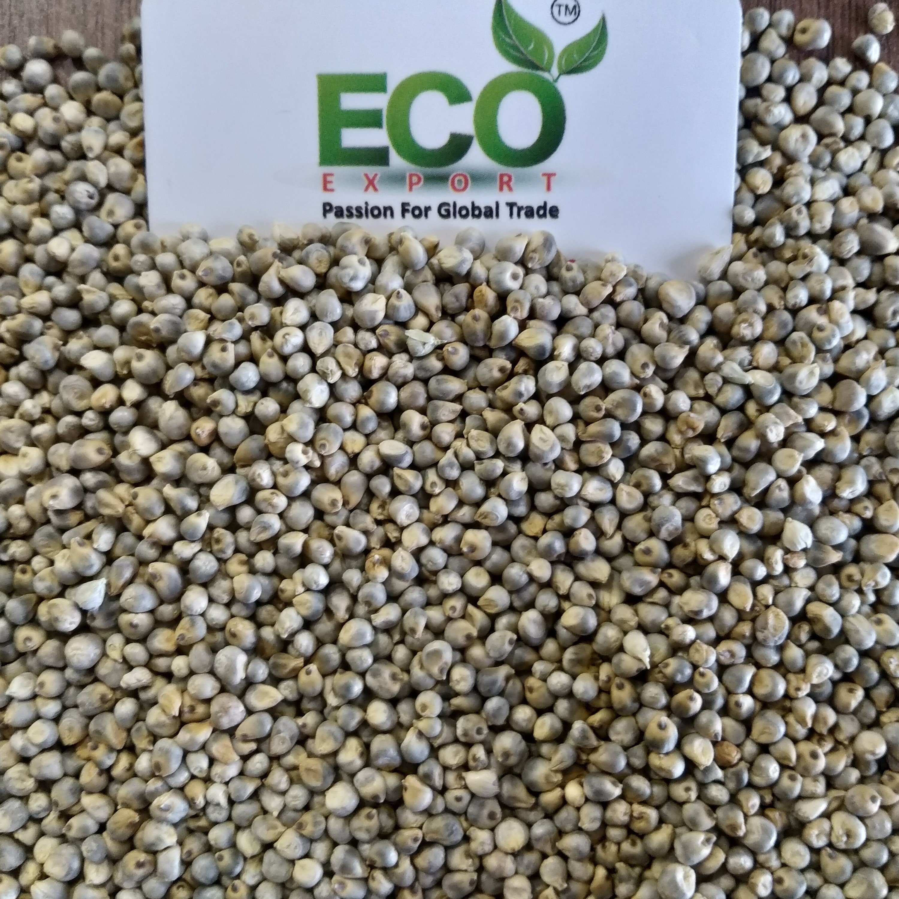 Green Millet Seeds for Animal Feed for Birds Cattle Horses Pigs and Other Animals in Gulf Countries Grain Type