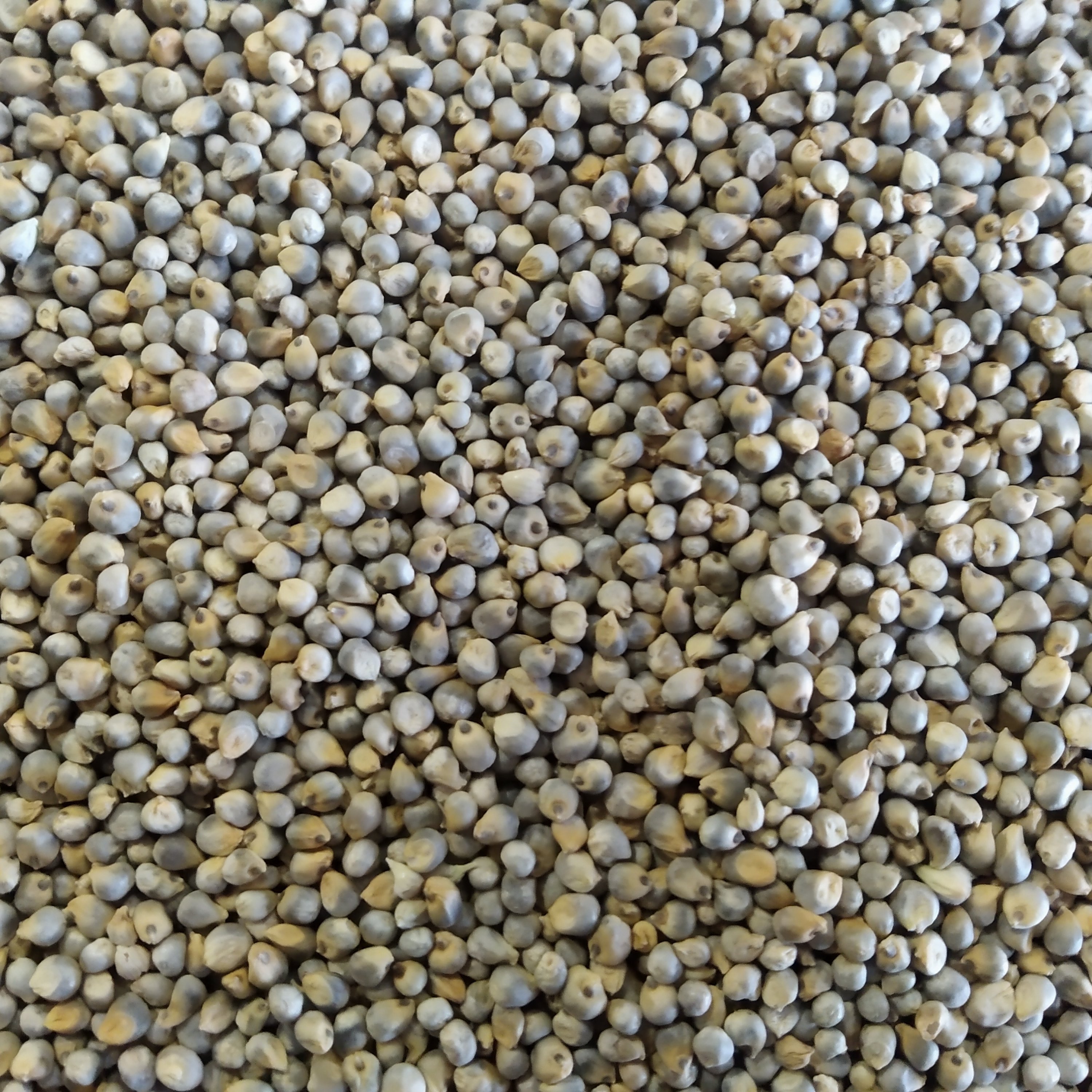 Green Millet Seeds for Animal Feed for Birds Cattle Horses Pigs and Other Animals in Gulf Countries Grain Type