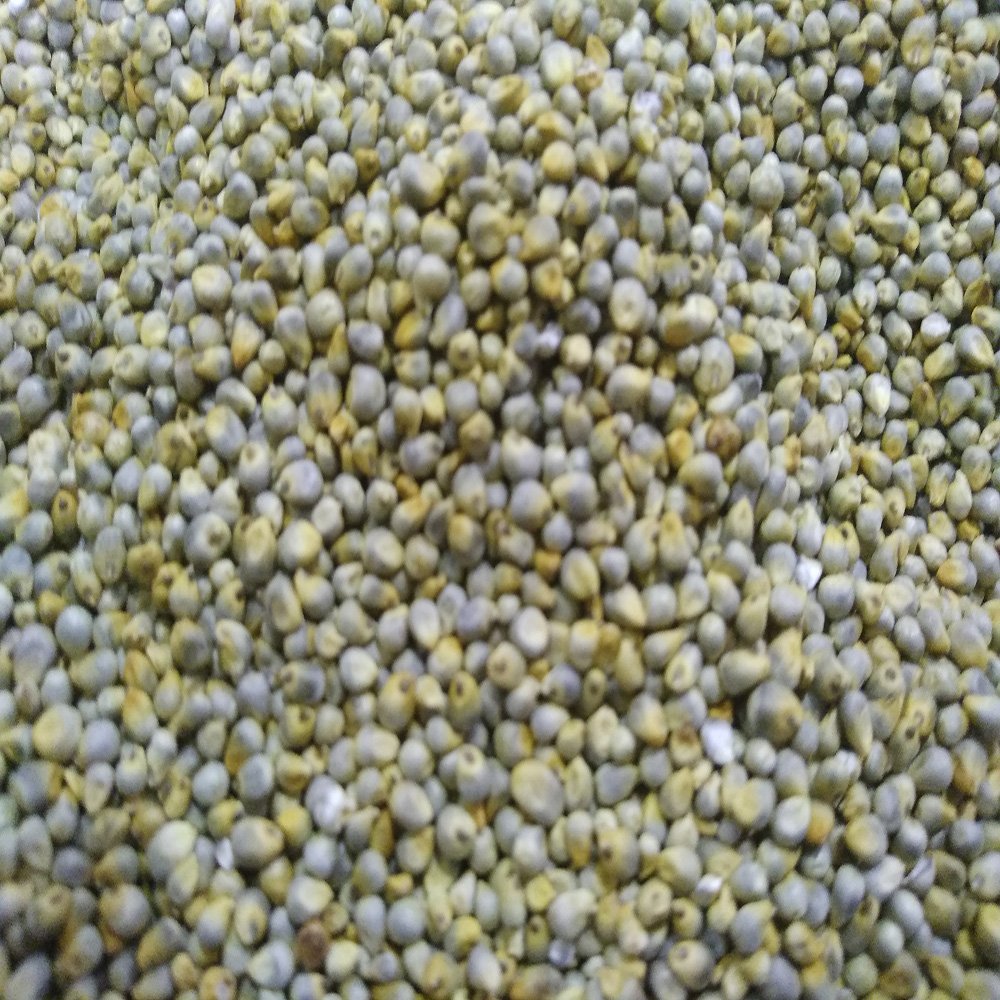 Green Millet Seeds for Animal Feed for Birds Cattle Horses Pigs and Other Animals in Gulf Countries Grain Type