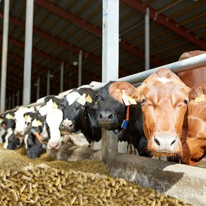 Commonly used in farms machine process feed poultry animal high productivity Fast and efficient long service life