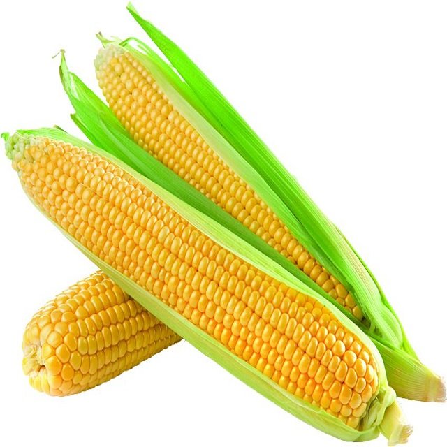 High Quality Yellow Corn Yellow corn/corn for animal feed/yellow corn for poultry feed
