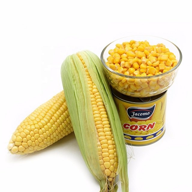 High Quality Yellow Corn Yellow corn/corn for animal feed/yellow corn for poultry feed