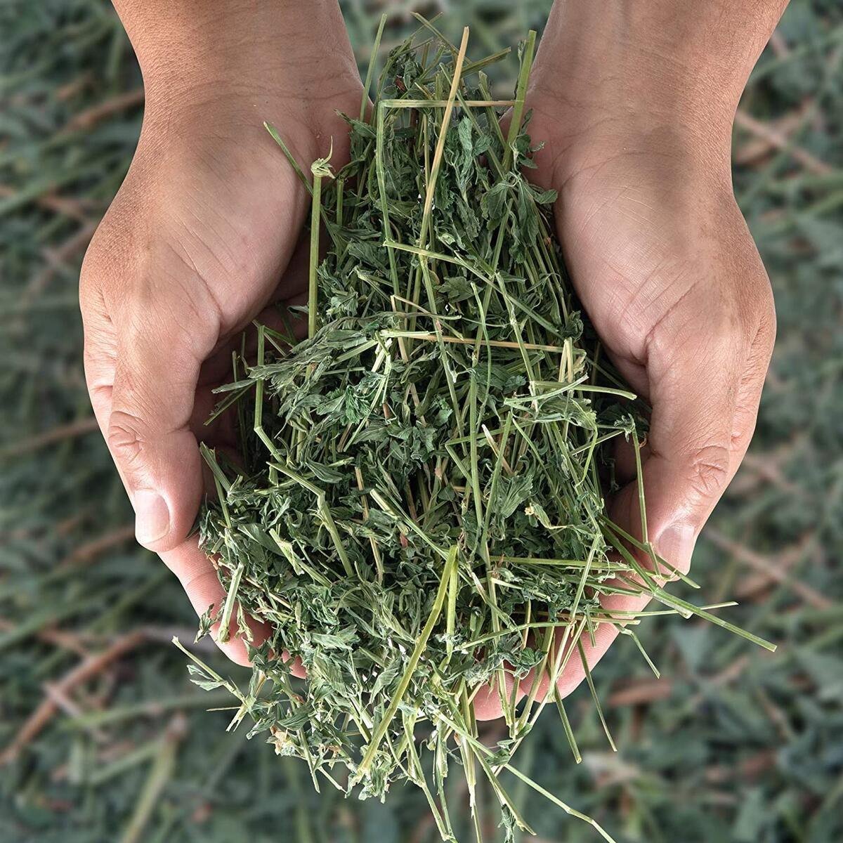 Buy best Alfalfa Hay Bales & Pellets, dried and fresh Alfalfa hay grass low prices shipping to be negotiated