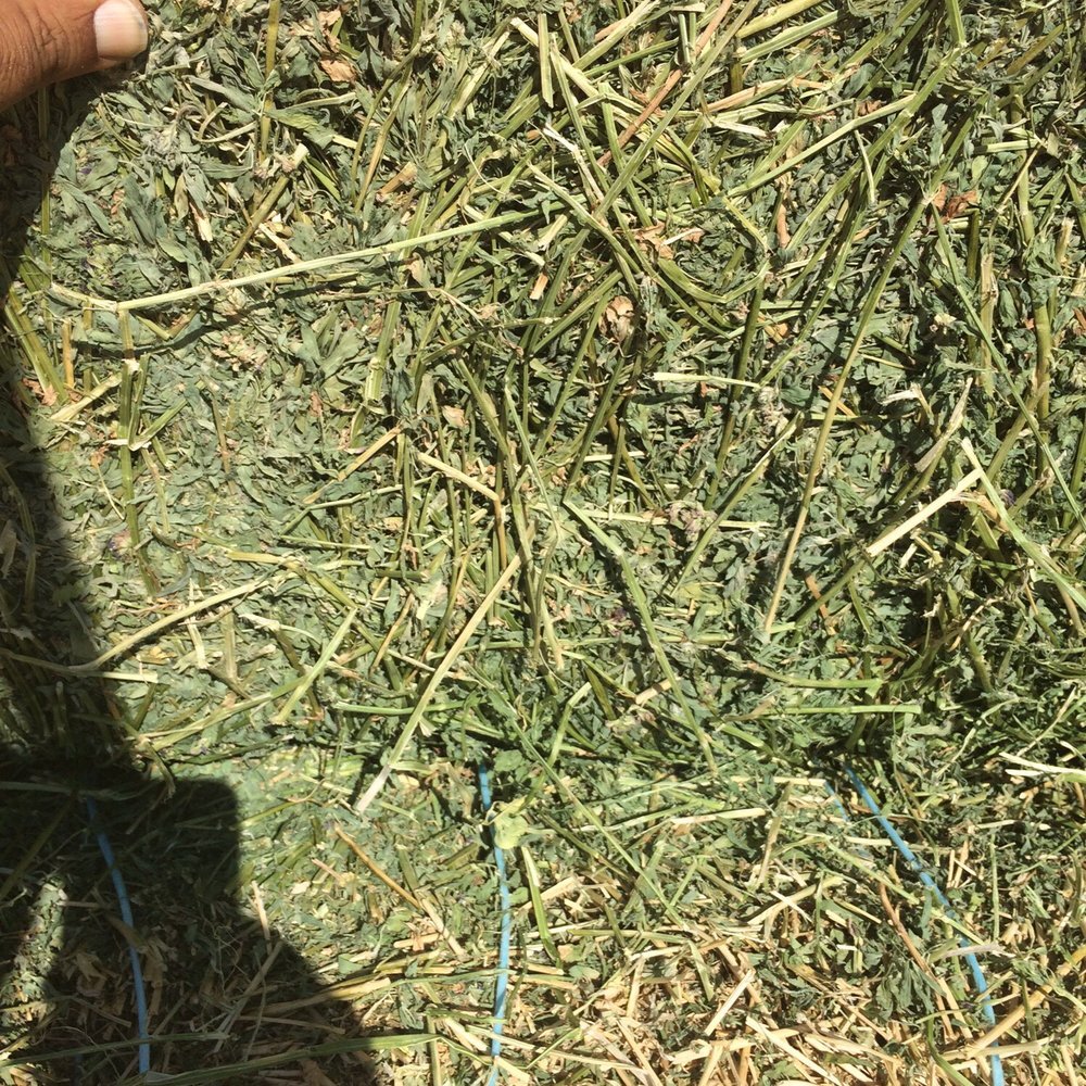 Buy best Alfalfa Hay Bales & Pellets, dried and fresh Alfalfa hay grass low prices shipping to be negotiated
