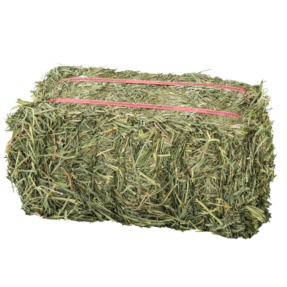 Buy best Alfalfa Hay Bales & Pellets, dried and fresh Alfalfa hay grass low prices shipping to be negotiated