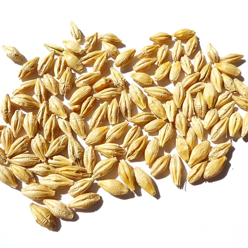 Top quality Barley grain for use as animal feed and in food industry wholesale from manufacturer barley for sale in bulk