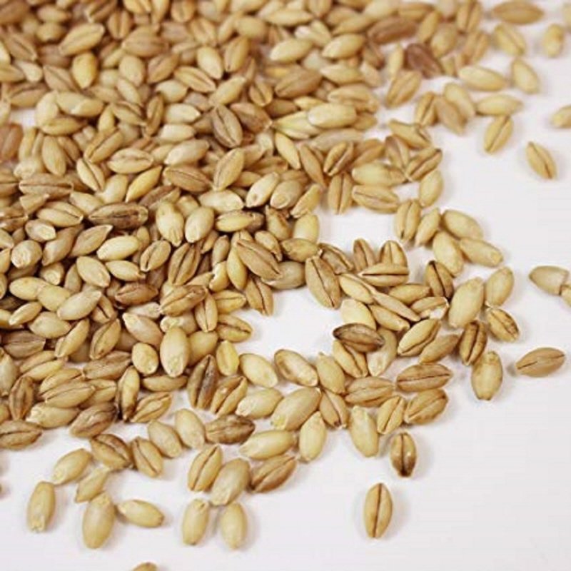 Top quality Barley grain for use as animal feed and in food industry wholesale from manufacturer barley for sale in bulk