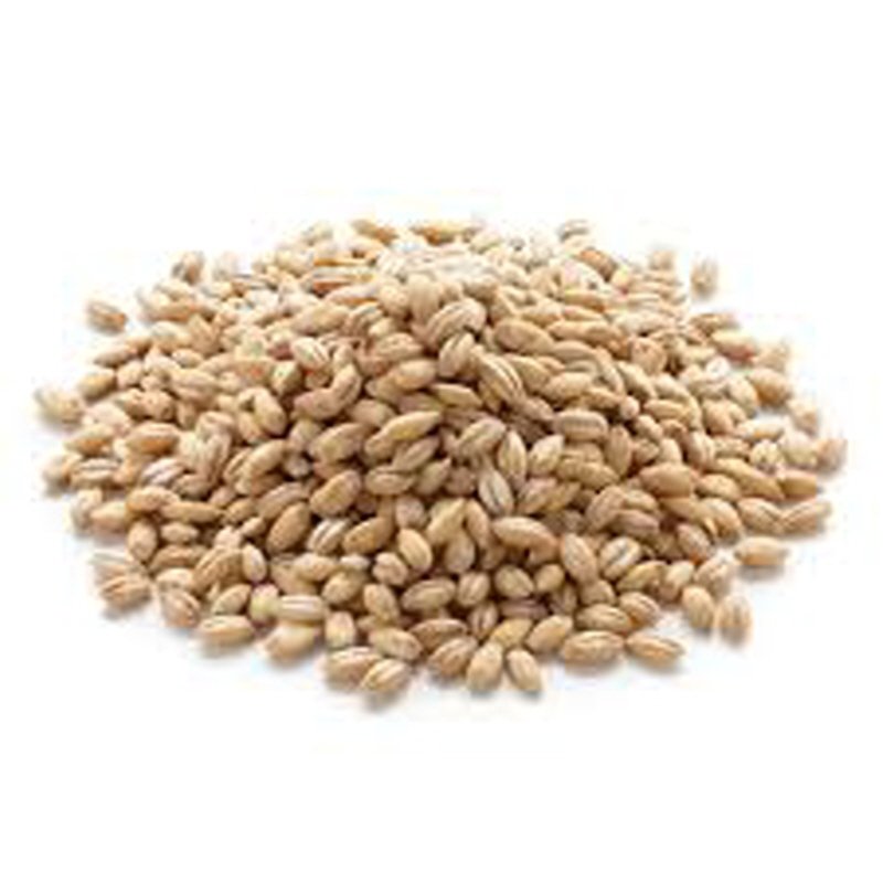 Top quality Barley grain for use as animal feed and in food industry wholesale from manufacturer barley for sale in bulk