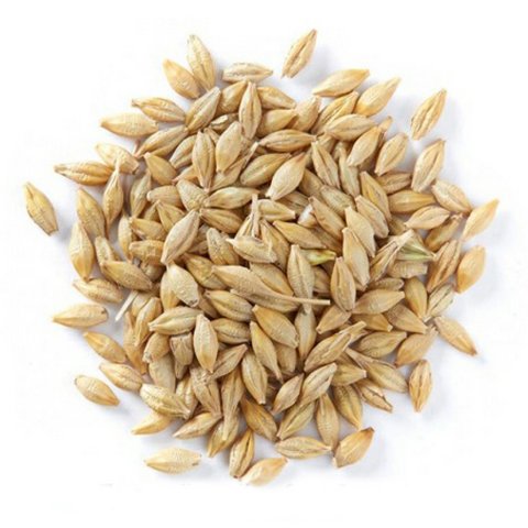 High Quality Animal Feed Barley Available For Sale / Best wholesale Price Barley Grain