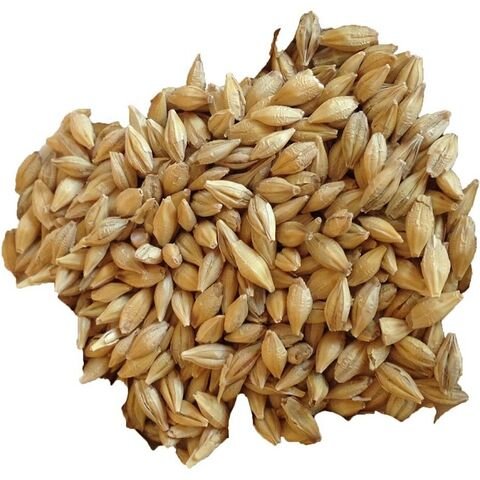 High Quality Animal Feed Barley Available For Sale / Best wholesale Price Barley Grain