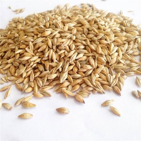 High Quality Animal Feed Barley Available For Sale / Best wholesale Price Barley Grain