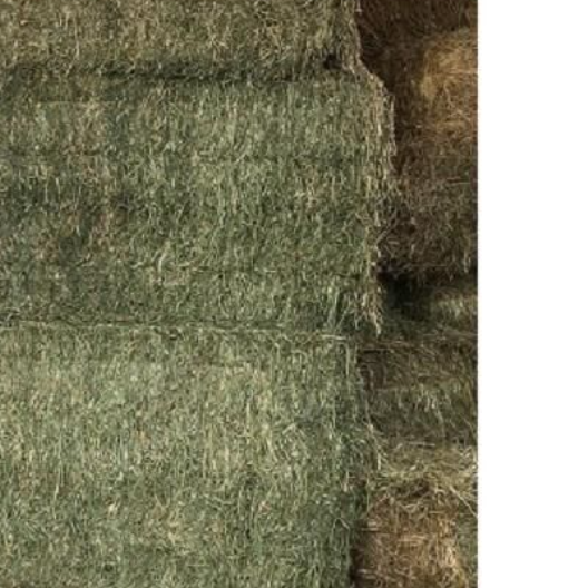 Animal Feed High Quality Animal Feed Alfalfa Hay From South Africa