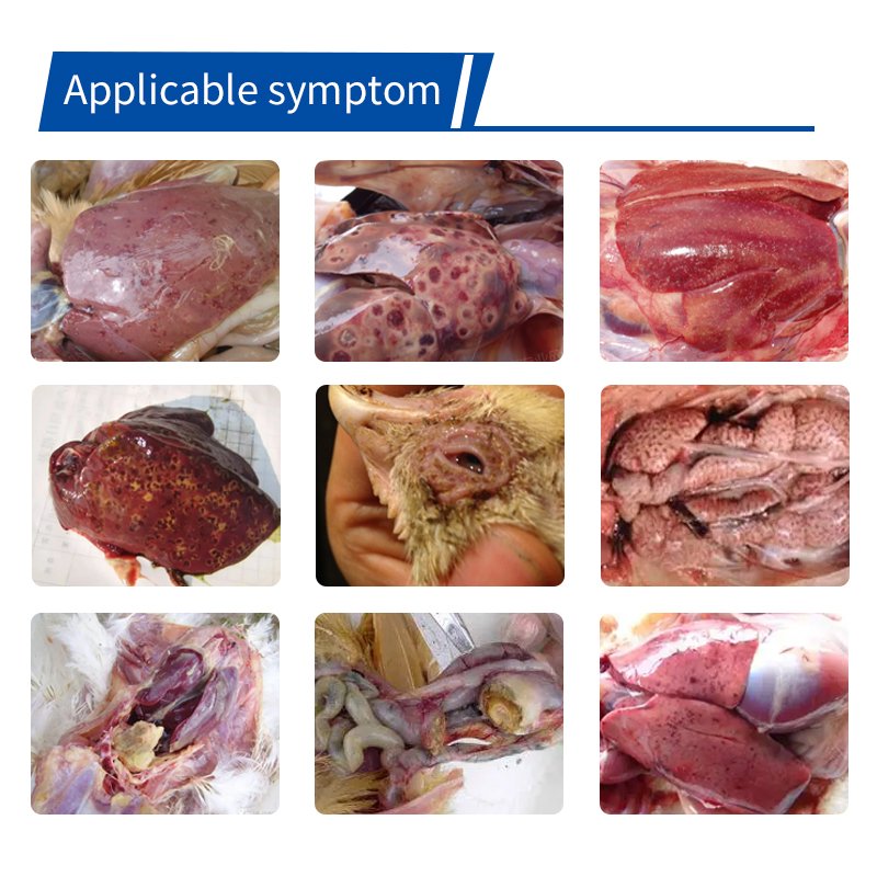 High Quality poultry vitamins chicken feed premix protect the liver and kidneys just need 1pcs