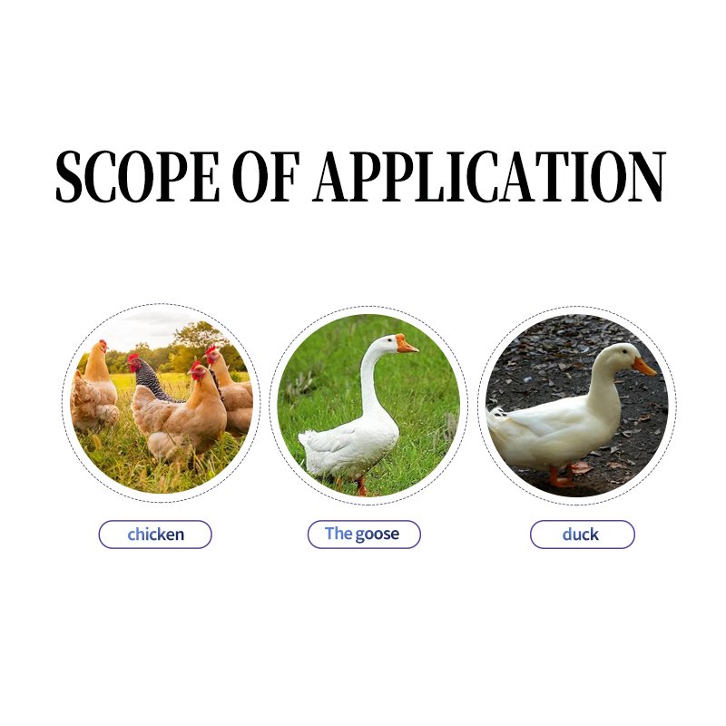 High Quality poultry vitamins chicken feed premix protect the liver and kidneys just need 1pcs