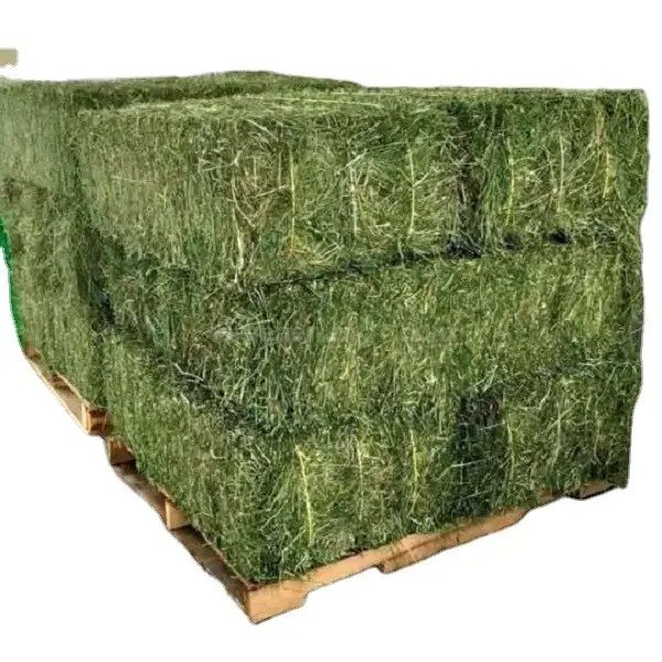 Cheap manufacture Alfafa Hay For Animal Feed Alfalfa