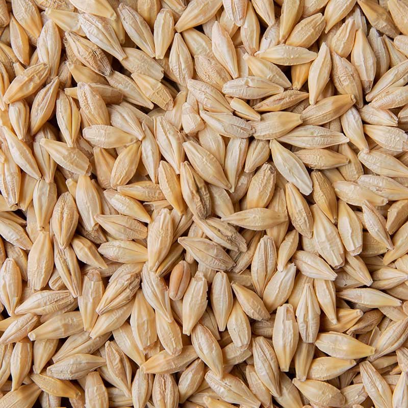 Barley Animal Feed Best Cattle Feed For Export