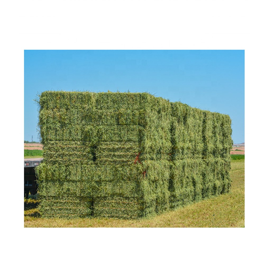 High Quality Alfalfa Hay For Animal Feed Lucerne Straw Rhodes Grass Animal Feed