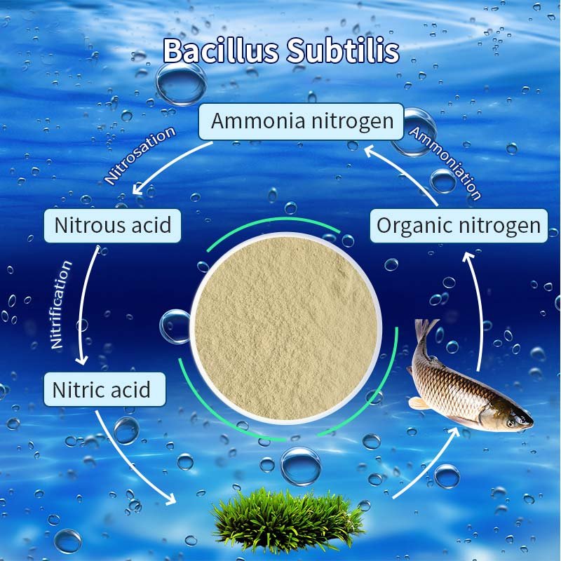 Microorganism Fertilizer Bacillus Subtilis For Soil Improvement Natural Feed Animal Feed addition aquaculture feed