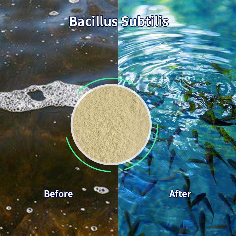 Microorganism Fertilizer Bacillus Subtilis For Soil Improvement Natural Feed Animal Feed addition aquaculture feed