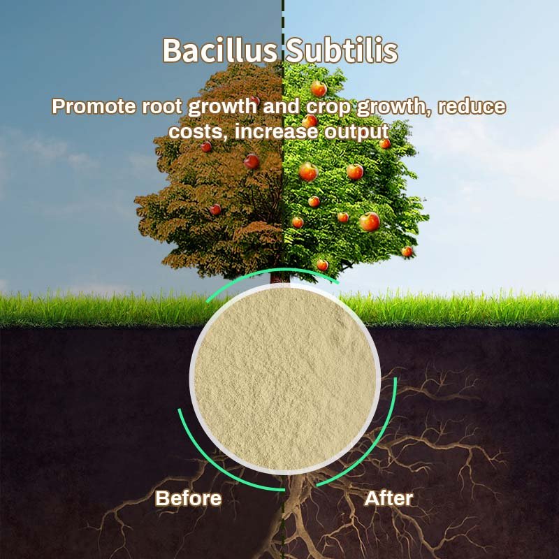 Microorganism Fertilizer Bacillus Subtilis For Soil Improvement Natural Feed Animal Feed addition aquaculture feed